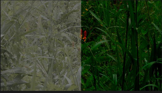 Dark Forest lut(Apple Log,Rec709 and Professional editing )