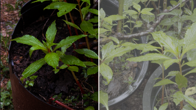 Rain Lut(Apple Log,Rec709 and Professional editing )