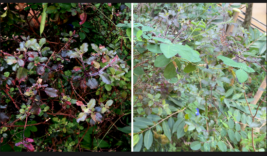 Dark Contrast LUT(Only for Apple log and Professional editing)