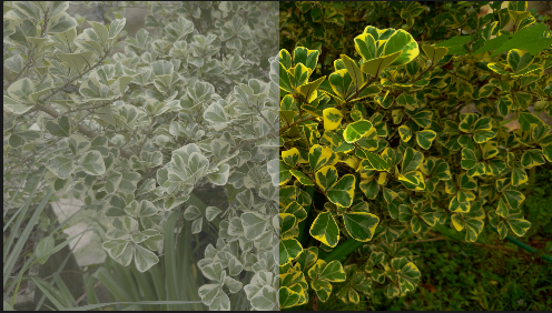 Warm Green(Apple Log,Rec709 and Professional editing )